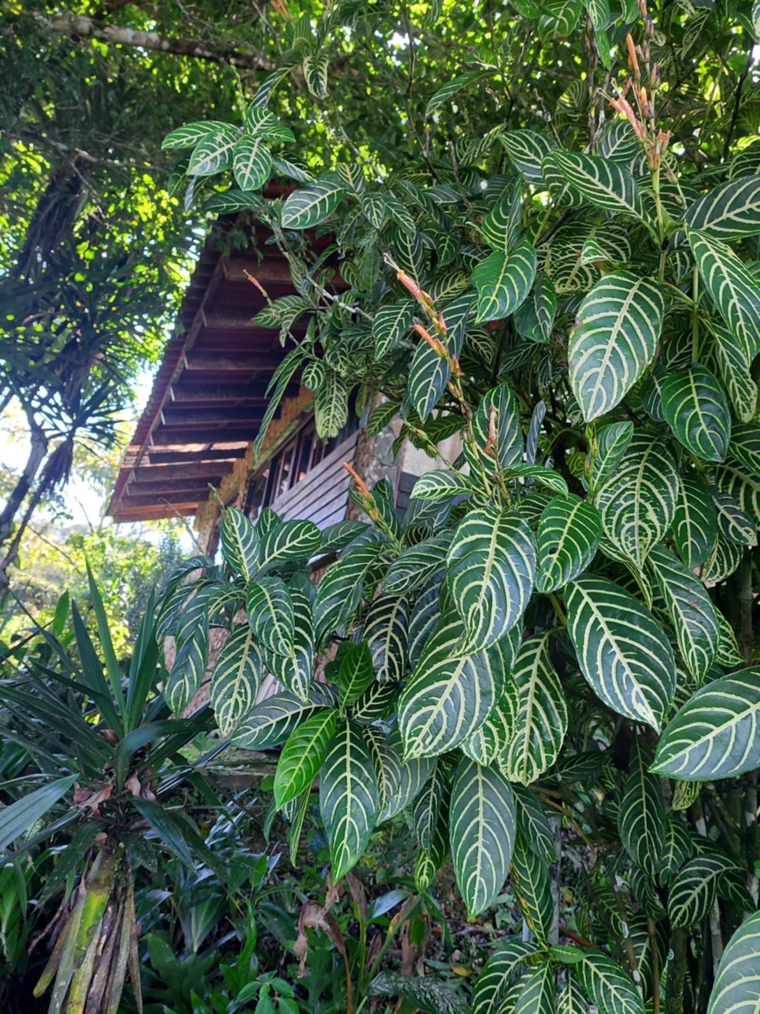 Mandalas Ecolodge Ecotourism Cerro Azul Exterior photo