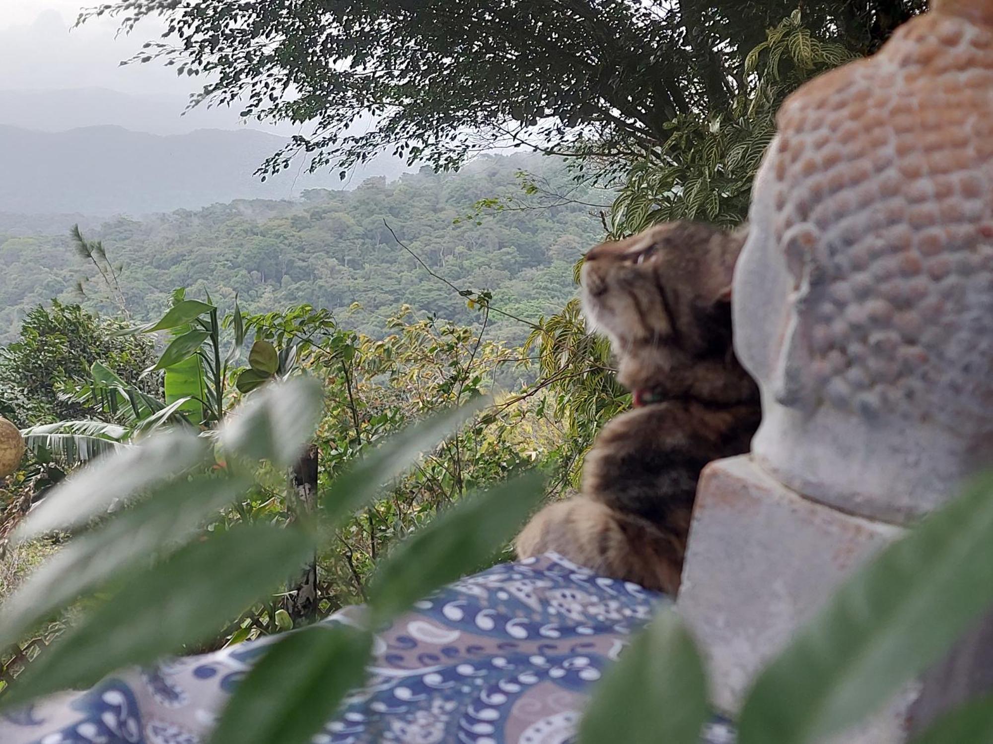 Mandalas Ecolodge Ecotourism Cerro Azul Room photo